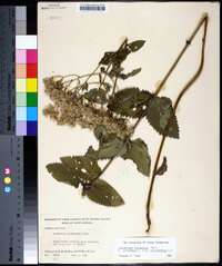 Eupatorium cordigerum image