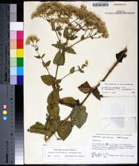 Eupatorium cordigerum image