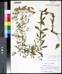 Eupatorium cuneifolium image