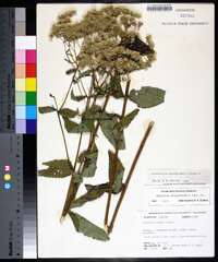 Eupatorium godfreyanum image