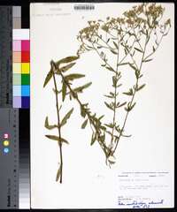 Eupatorium mohrii image