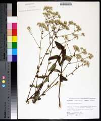 Eupatorium pilosum image