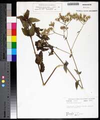 Eupatorium pilosum image