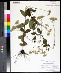 Eupatorium pilosum image