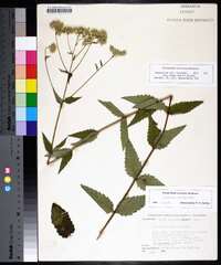 Eupatorium pilosum image