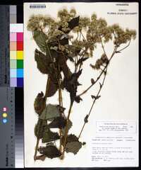 Eupatorium pilosum image