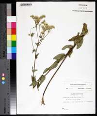 Eupatorium pilosum image