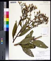 Vernonia flaccidifolia image