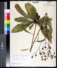 Vernonia acaulis image