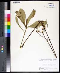 Vernonia acaulis image