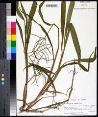 Paspalum repens image