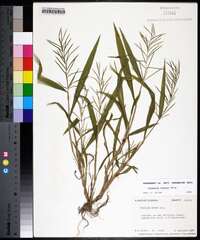 Paspalum repens image