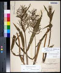 Paspalum repens image