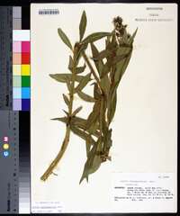 Amsonia tabernaemontana image