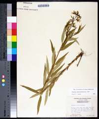 Amsonia tabernaemontana image