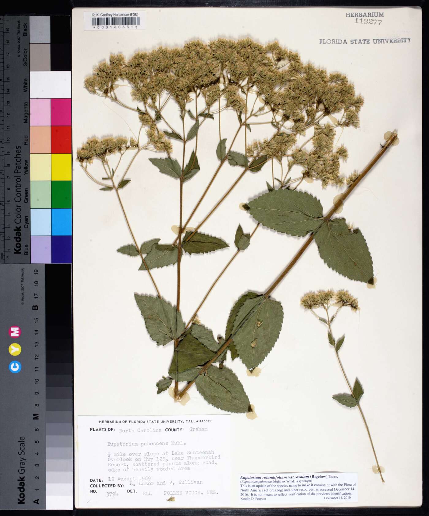 Eupatorium rotundifolium var. ovatum image