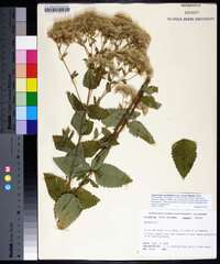 Eupatorium rotundifolium var. ovatum image