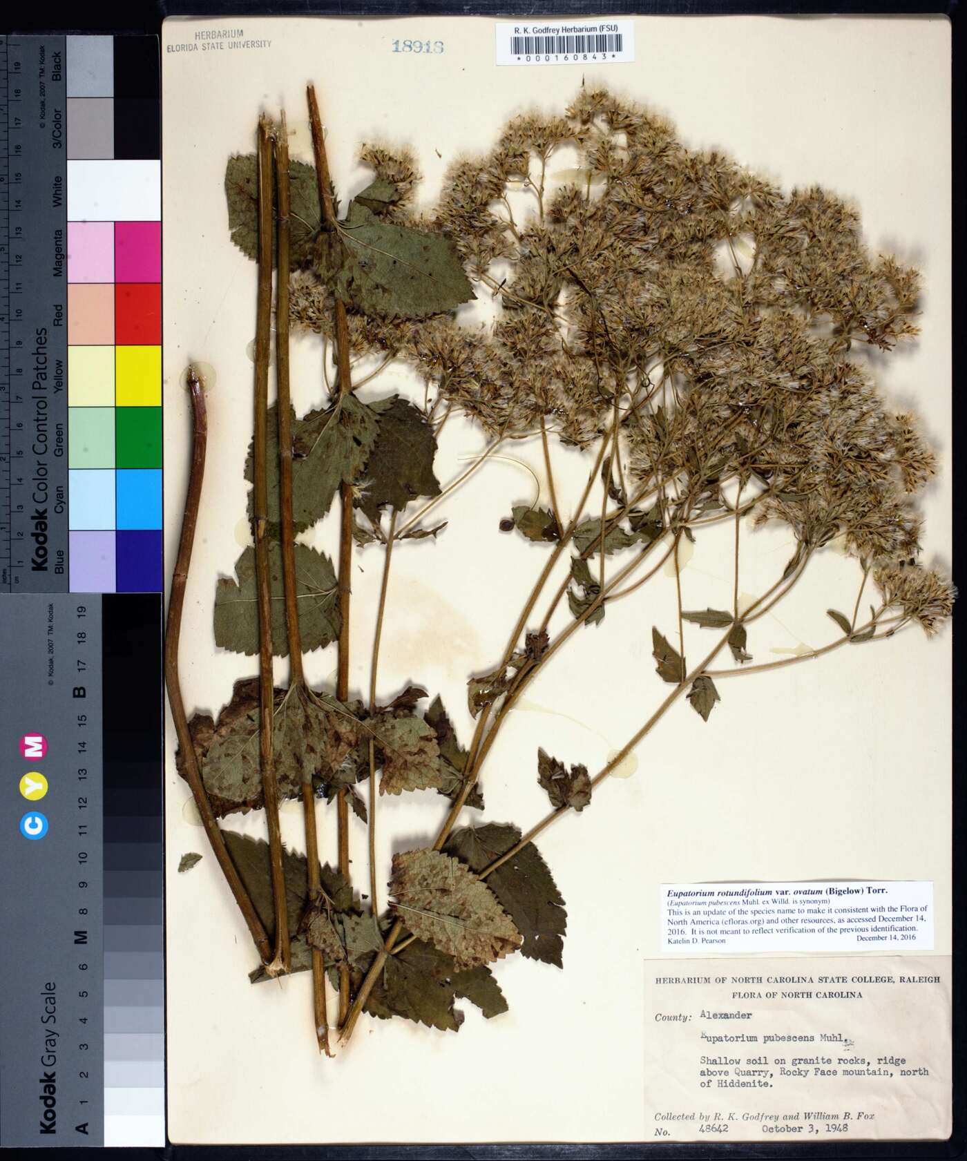 Eupatorium rotundifolium var. ovatum image