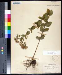 Eupatorium rotundifolium var. ovatum image