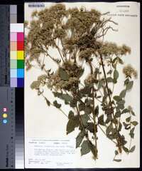 Eupatorium rotundifolium var. ovatum image