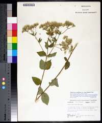 Eupatorium rotundifolium var. ovatum image