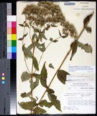 Eupatorium rotundifolium var. ovatum image