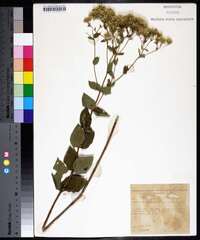 Eupatorium rotundifolium var. ovatum image