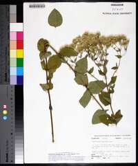 Eupatorium rotundifolium var. ovatum image