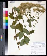 Eupatorium rotundifolium var. ovatum image