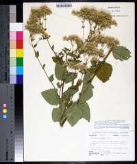 Eupatorium rotundifolium var. ovatum image