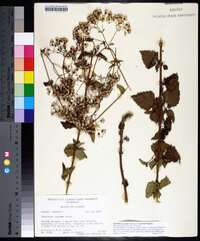 Ageratina jucunda image