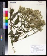 Eupatorium album image