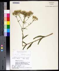 Eupatorium album image