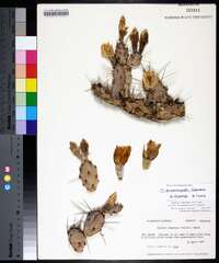 Opuntia pusilla image