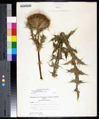 Cirsium horridulum image