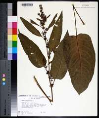 Rumex obtusifolius image