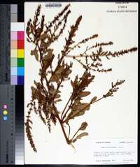 Rumex paraguayensis image