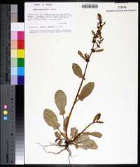 Rumex paraguayensis image