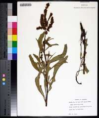 Rumex altissimus image