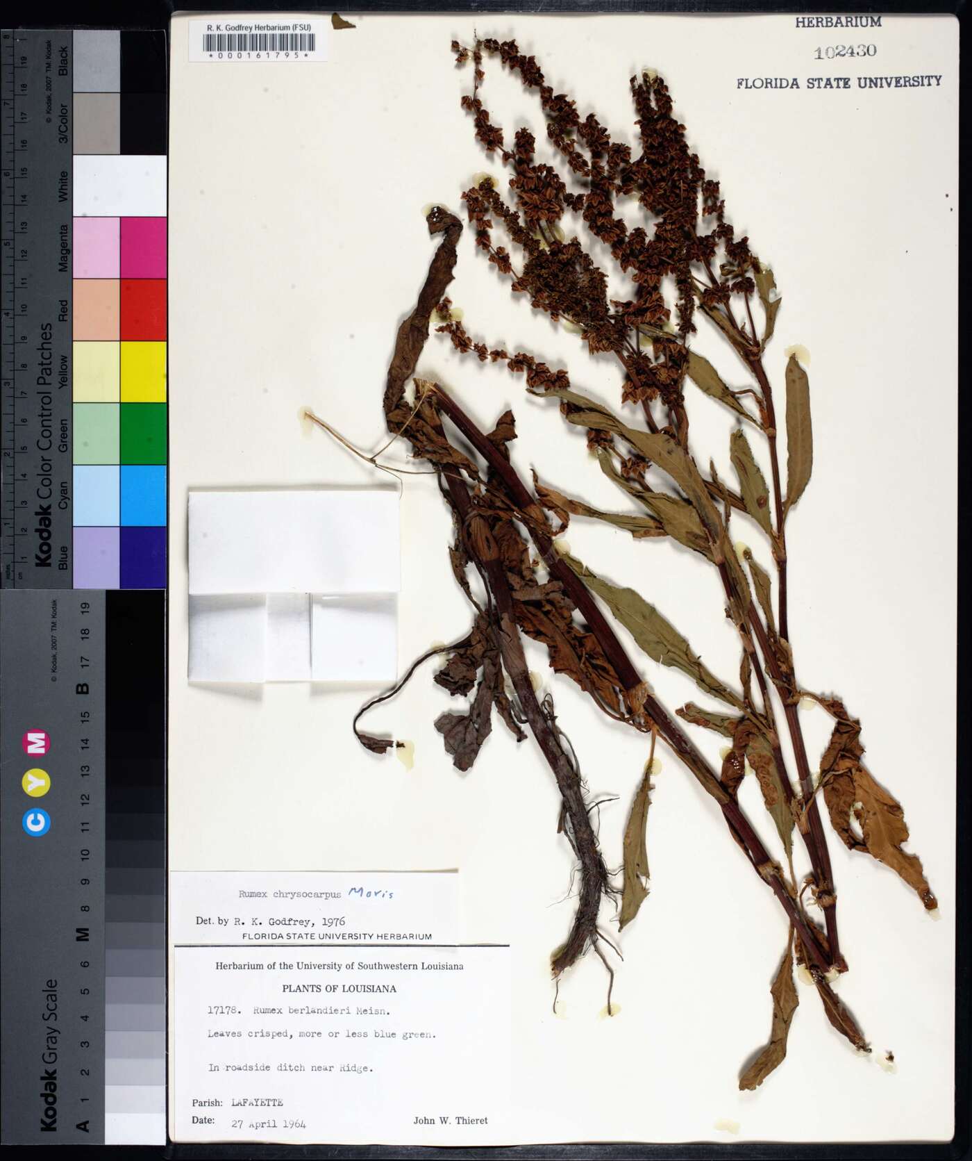 Rumex chrysocarpus image