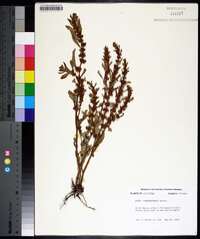 Rumex paraguayensis image