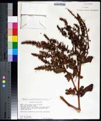 Rumex paraguayensis image