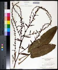 Rumex pulcher image