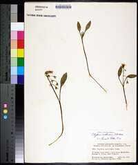 Claytonia caroliniana image