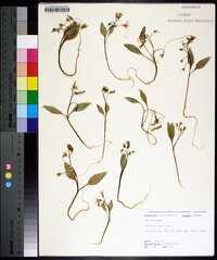 Claytonia caroliniana image