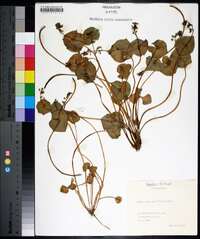 Claytonia perfoliata image