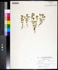 Lysimachia arvensis image