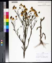 Helenium flexuosum image