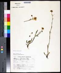 Helenium flexuosum image