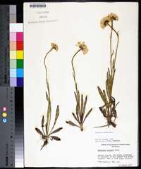 Helenium vernale image